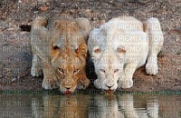 lionne albinos - png gratuito