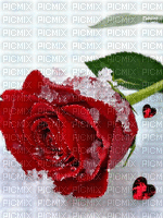 роза и снег - Безплатен анимиран GIF
