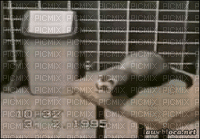 ferret - Darmowy animowany GIF