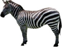 zebre - фрее пнг