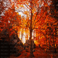 automne  paysage gif fond autumn bg forest