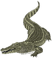 Lizard Crocodile - Bezmaksas animēts GIF