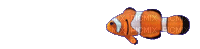 clownfish - Zdarma animovaný GIF