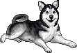 Husky Wagging Tail - Ücretsiz animasyonlu GIF
