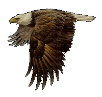 aigle - Δωρεάν κινούμενο GIF