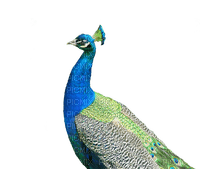 Peacock - png gratuito