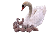 swan mother