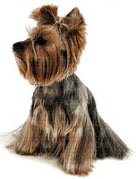 Kaz_Creations  Dog Pup - безплатен png