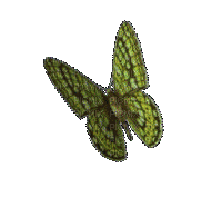 ♡§m3§♡ kawaii 8fra butterfly animated green - GIF animado gratis
