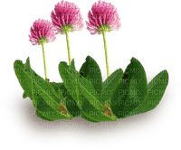 Kaz_Creations Deco Grass Garden Flowers - фрее пнг