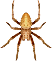spider - PNG gratuit