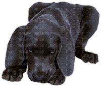 hund dog - δωρεάν png