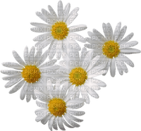 Kaz_Creations Deco Flowers Camomile - png gratis