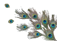 Peacock feathers - Free animated GIF