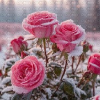 Pink Roses in Winter - zdarma png