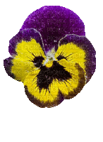Pansy.Flower.Pensée.Fleur.Victoriabea - Bezmaksas animēts GIF