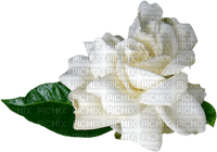 rosa blanca - PNG gratuit