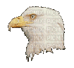 aigle - 免费动画 GIF