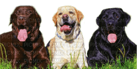 dogs  by nataliplus - PNG gratuit
