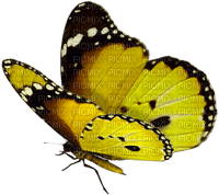 papillon jaune.Cheyenne63 - PNG gratuit