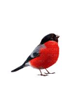 bullfinch    снегирь  птичка - Безплатен анимиран GIF
