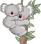 koala - Bezmaksas animēts GIF
