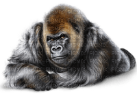 apa-monkey-animal-minou52 - Free PNG