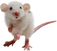 mouse bp - PNG gratuit