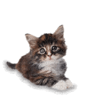 kitten gif - Ücretsiz animasyonlu GIF