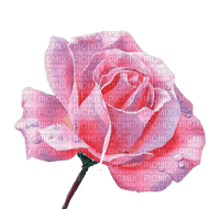 pink rose - ingyenes png