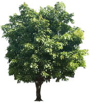 Trees Nitsa Papacon - фрее пнг