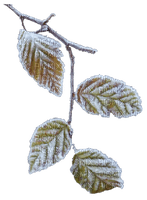 plants.winter.hiver.leaves.Victoriabea - Free PNG