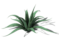 succulent plants bp - gratis png