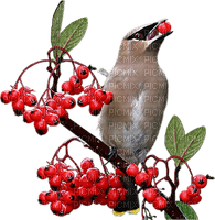 Птица на ветке - PNG gratuit