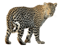 leopard milla1959 - png ฟรี