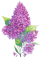 цветы - Безплатен анимиран GIF