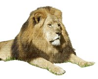 Lion - png grátis