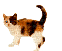 chats - Zdarma animovaný GIF