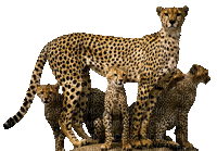 cheetah bp - GIF animé gratuit