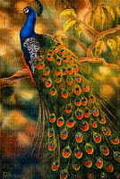 Peacock bp - Besplatni animirani GIF