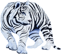 tigre blanc - Darmowy animowany GIF