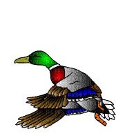 duck katrin - Bezmaksas animēts GIF