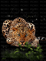 leopardi - GIF animé gratuit