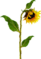 Animated.Sunflower.Brown.Yellow - By KittyKatLuv65 - Free animated GIF