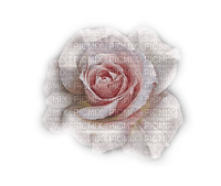 Róże deco67 - kostenlos png
