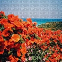 Orange Hibiscus Beach - 無料png