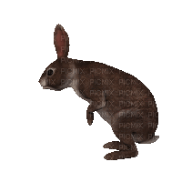Rabbit.Lapin.Conejo.Gif.Victoriabea - GIF animado gratis