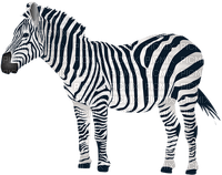 zebra - bezmaksas png