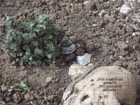Schildkröte beim ausruhen. . . - kostenlos png
