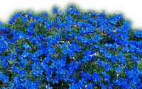 Rena blaue Blumen Flowers transparent - PNG gratuit